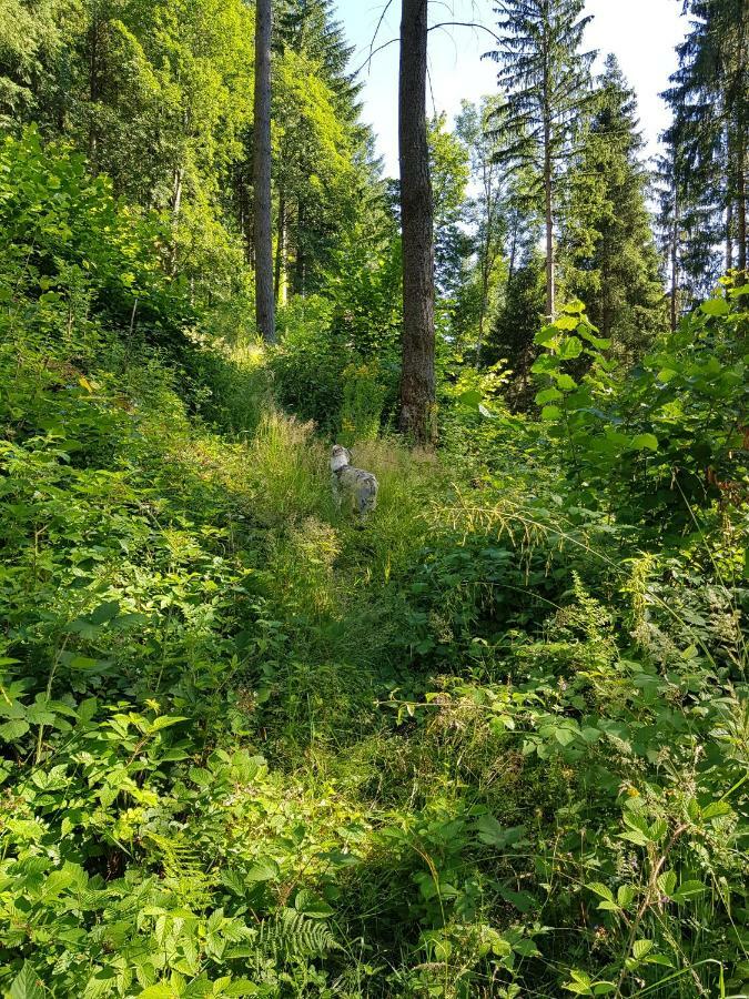 Wiesenblume Apartment Schönau im Schwarzwald Екстериор снимка
